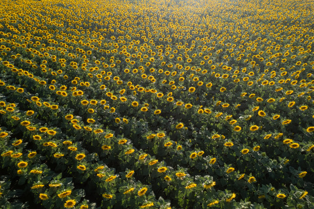 无人机拍摄的夏季日落前盛开的向日葵田图片下载