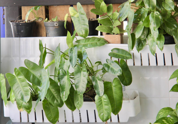 一张摆满植物的架子和一盆植物的照片，白色的架子上生长着许多植物图片下载