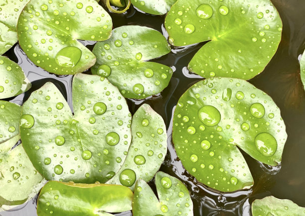 一张荷花和绿叶的池塘照片，一束荷花和水滴的特写图片下载