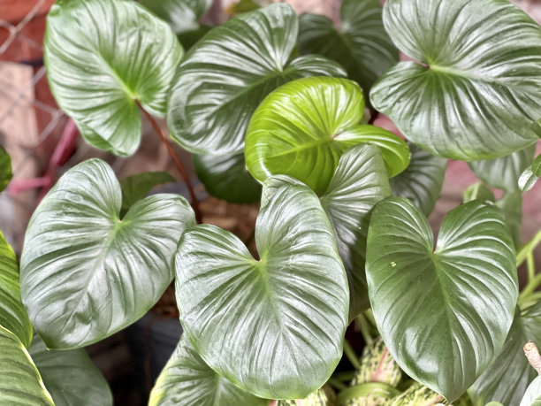花盆里有一棵大绿叶的植物的照片，花盆里有一棵大绿叶的植物图片下载