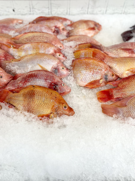 一群鱼坐在一堆冰上的照片，浴缸里有很多鱼在冰上图片下载