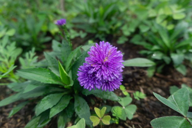 雏菊(Callistephus chinensis)图片下载