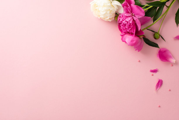 牡丹之美的概念。高角度的照片，空白的空间与明亮的粉红色和白色的牡丹花，花瓣和花蕾与小碎纸心在孤立的粉彩粉色背景与复制空间图片下载
