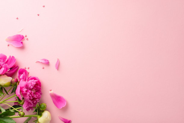 牡丹花束概念。上面的照片是空白的空间，明亮的粉红色和白色的牡丹花，花瓣和花蕾与小碎纸心在孤立的柔和的粉红色背景与复制空间图片下载