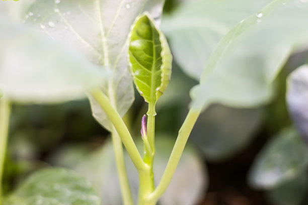 蔬菜叶子和水滴。图片下载