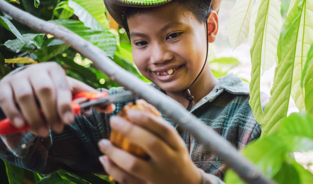 一名亚洲男孩可可种植者使用剪枝剪从可可树上剪下可可荚或成熟的黄可可。收获农业可可产业生产。图片下载