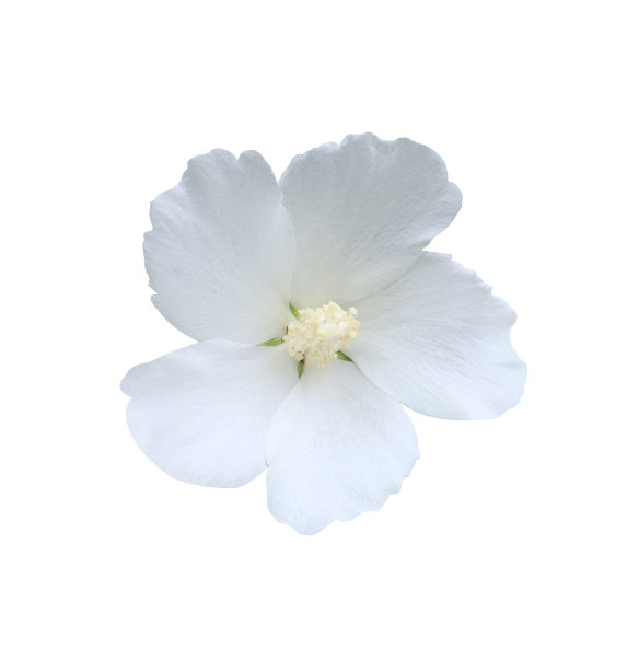 白色木槿花。图片下载