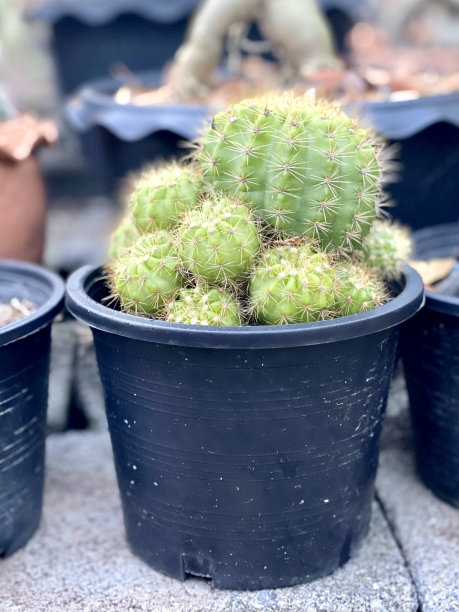 一组盆栽仙人掌植物的照片放在一张桌子上，有许多盆栽植物坐在地上图片下载