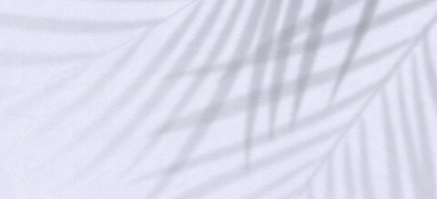 轮廓，棕榈叶的阴影在浅灰色的背景与细木纹纹理。图片下载