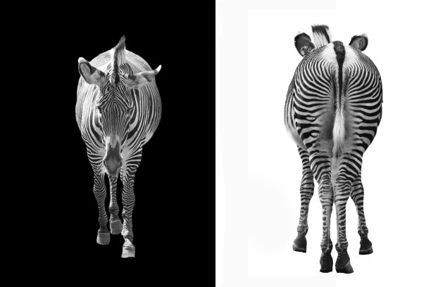 正面和背面图片下载