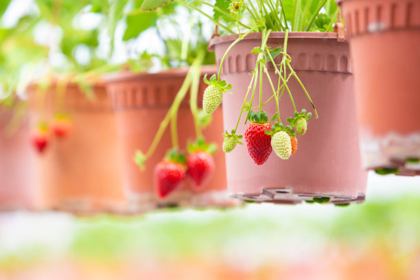 新鲜草莓植物的近景图片下载