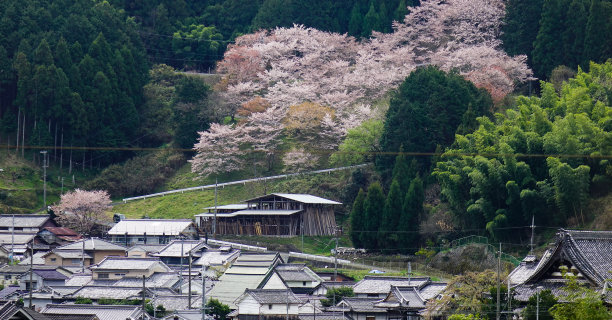 樱花盛开的山村图片下载