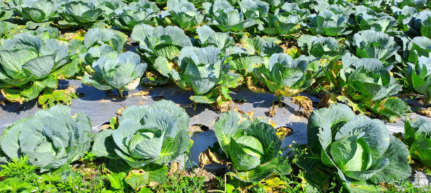 卷心菜生长在农民的田地里图片下载
