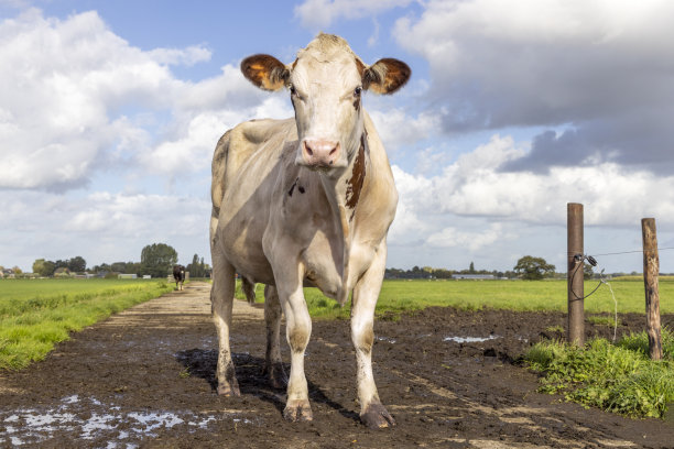 在一条小路上，在蓝天和地平线下泥泞的道路上，时髦的奶牛图片下载