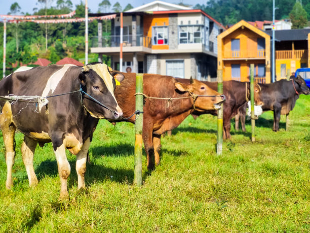 宰牲节图片下载