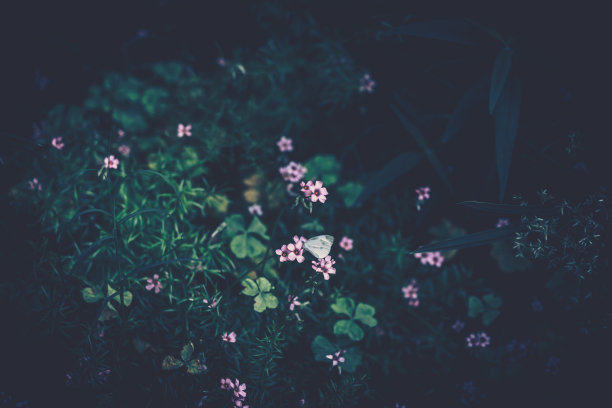花园中蝴蝶和花朵的性质图片下载