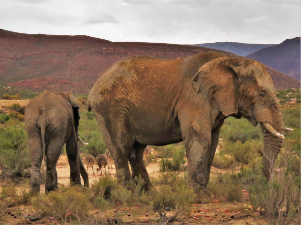 南非的大象图片下载
