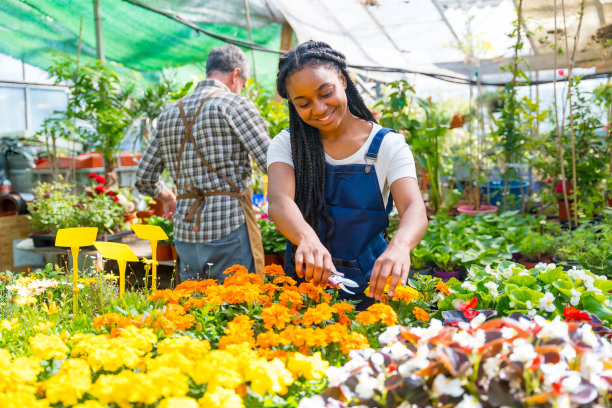快乐的植物和花卉苗圃工人在修剪温室里的植物图片下载