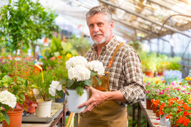 园丁在花房里的苗圃里工作，他手里拿着一株白色的植物图片下载