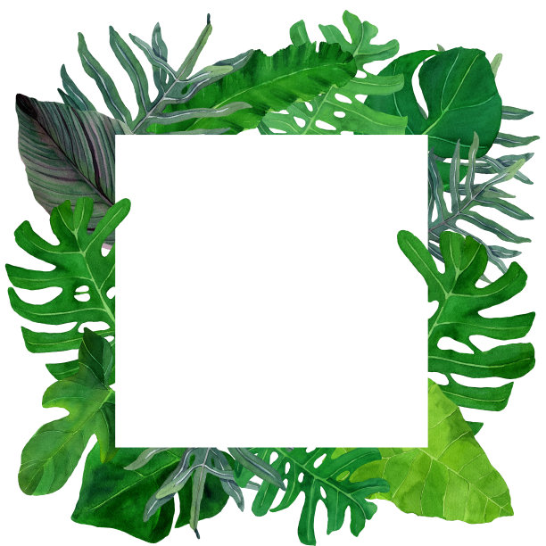 水彩手绘热带树叶在白色背景的方形框架。设计封面，包装，季节装饰图片下载