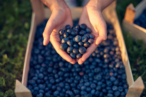 农场里拿着新鲜蓝莓的女人。图片下载
