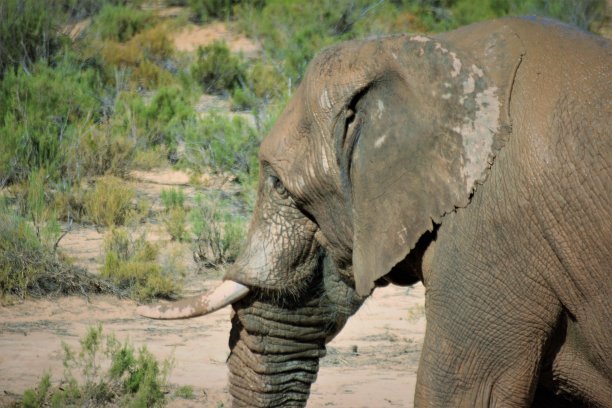 南非的大象图片下载