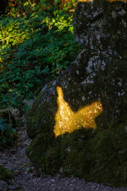 金色的蝴蝶图片下载