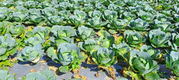 卷心菜生长在农民的田地里图片下载