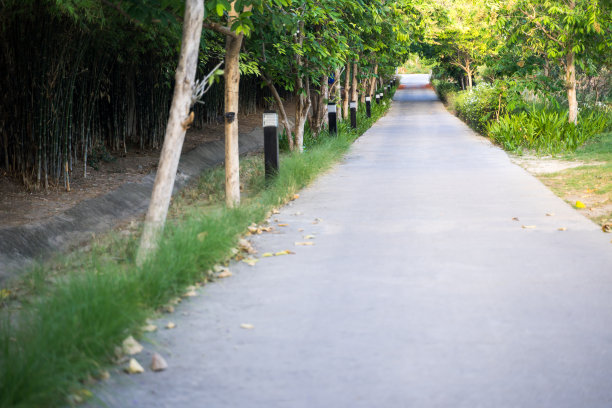 小马路春天自然，路边的树木和灯笼空观马路图片下载