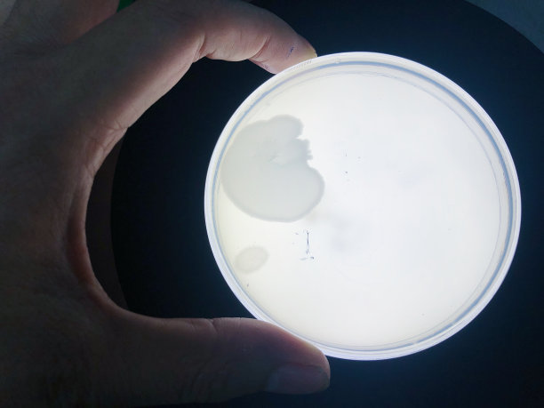 菌落在培养基上生长图片下载