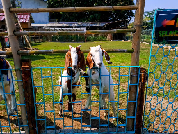 农场里好奇的山羊图片下载