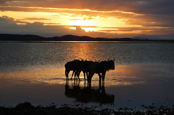 在夕阳的背景下，一群角马在一个水坑里图片下载