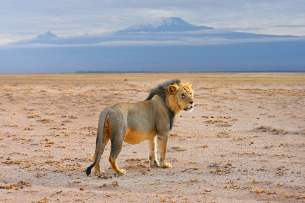 非洲肯尼亚国家公园里乞力马扎罗山上的狮子图片下载