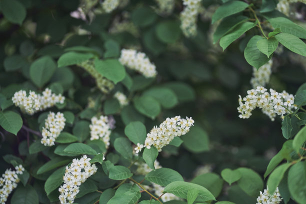 选择性聚焦在一个白鸟樱桃开花的树枝上。鲜艳的春花。开着花的树。春暖花开的近景，洁白的花朵。高质量照片图片下载