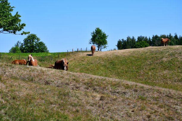 几匹马、几头牛和其他动物在田野里吃草，在两座大山之间寻找食物。在夏天，两座大山被树木、草本植物、灌木和其他植物所覆盖图片下载