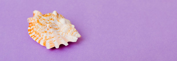彩色背景上的海滩贝壳。模拟复制空间图片下载