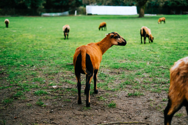 农场里的一群山羊。牧场上的牲畜图片下载