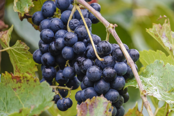 一串红葡萄挂在葡萄藤上，处于最佳成熟状态，等待收获图片下载