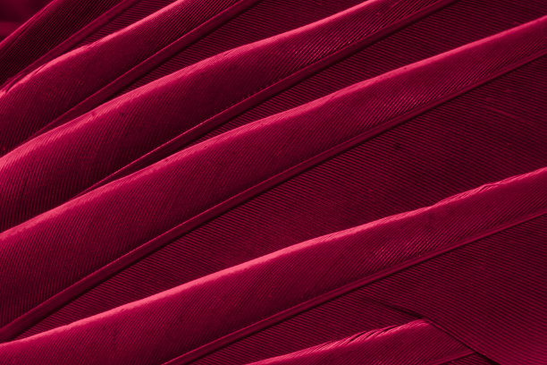 红羽鸽子微距照片。纹理或背景图片下载