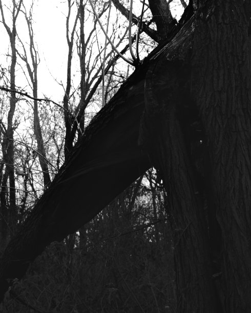 幽暗的森林，黑白相间，黑色的金属森林图片下载