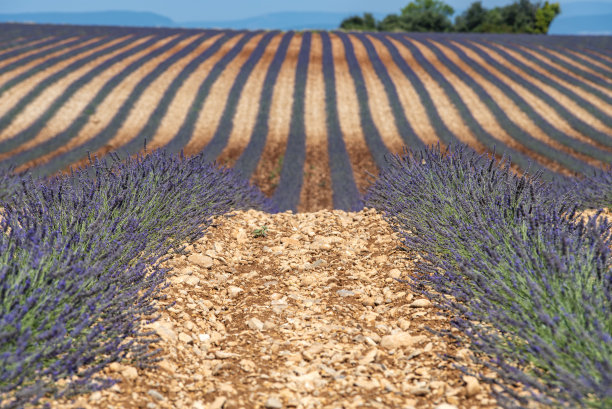 普罗旺斯乡间的薰衣草田图片下载