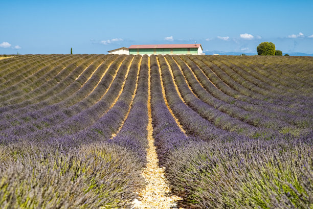 普罗旺斯乡间的薰衣草田图片下载