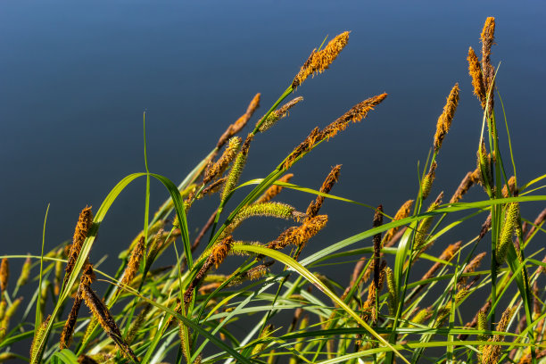 尖苔草-生长在古北陆生生态区的河流和湖泊边缘，在潮湿、碱性或微酸性的矿质土壤洼地的床上图片下载