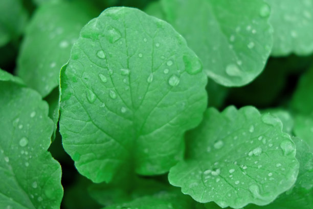 绿叶的背景。可食用的叶子，带露珠，生长在土壤中。完美的视频适合季节性使用。萝卜叶。健康的绿色食品。新鲜沙拉。蔬菜的背景。蔬菜。图片下载