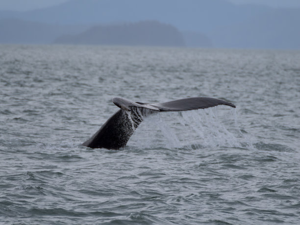 座头鲸吸虫，奥克湾，朱诺，阿拉斯加东南部，美国图片下载