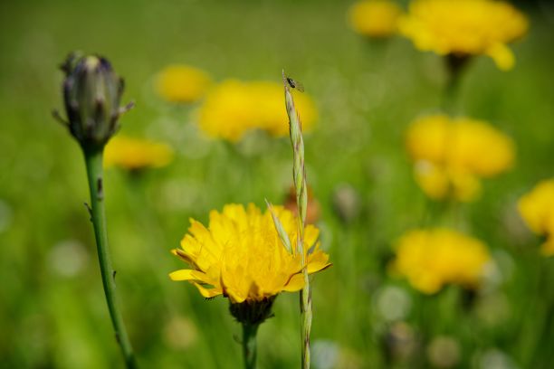 充满活力的户外景观，郁郁葱葱，绿色的草地点缀着欢快的黄色蒲公英图片下载