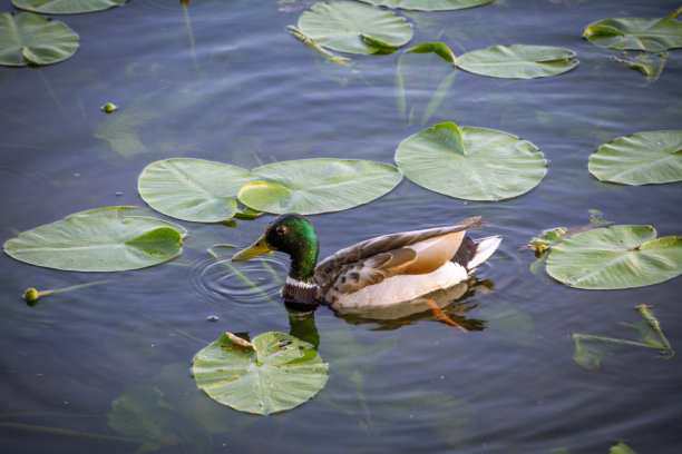 波兰湖泊的鸟类——鸭子和天鹅。图片下载