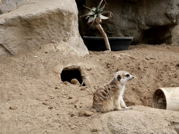 猫鼬很可爱图片下载