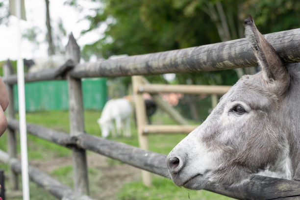 灰驴从栅栏的木头里探出头来。图片下载