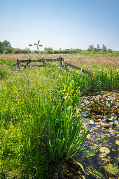 荷兰景观中带有篱笆和小风车的湿地图片下载